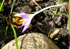 dat b&ouml;&ouml;gt sik