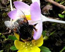 Winterling smeckt ok!