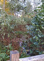 De l&uuml;tte Steg &ouml;ver't Water f&ouml;hrt d&ouml;r'n Ellernbrook. Klick op to'n Vergr&ouml;ttern!