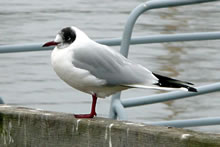 Emma mit den swatten Kopp