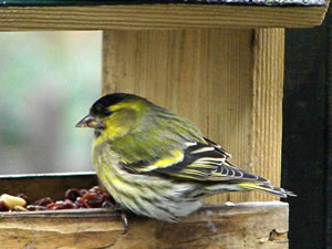"Gesellig? Wenn't &uuml;m min Foder geiht, kann ik ganz ungesellig warrn!"