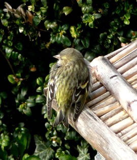 "Nu reegt sik doch nich so op, l&uuml;tten L&uuml;!"