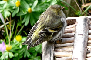Se: "Also echt, so'n Bangb&uuml;xigkeit!"