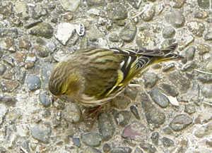 Se: "St&ouml;&ouml;r mi nich anduernd, ik s&ouml;&ouml;k Foder!"