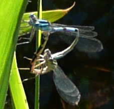 Hartf&ouml;&ouml;rmige Hochtied