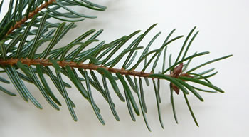 Dannentelg. Klick op to'n Vergr&ouml;ttern!