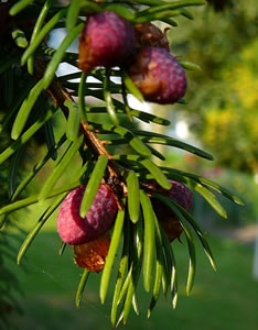 junge Kienappels. -- Klick op to'n Vergr&ouml;ttern!
