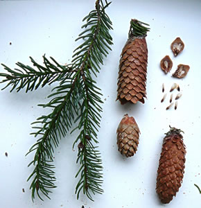 ole Kienappels. -- KLick op to'n Vergr&ouml;ttern!