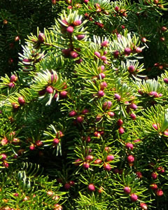 junge Kienappels. -- Klick op to'n Vergr&ouml;ttern!