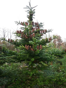 D&uuml;ssen Dannboom staht alle Tappen toh&ouml;&ouml;cht. -- Klick op to'n Vergr&ouml;ttern!