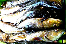 De D&ouml;schen seht frisch ut, avers benaut