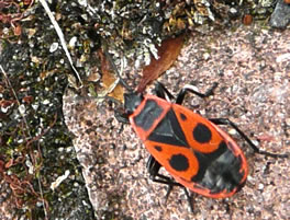 Op den R&uuml;&uuml;ch -- is dat en Maske mit Oogen...?