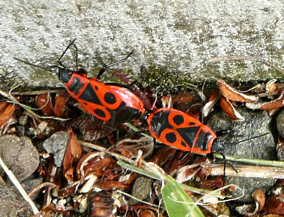 Wenn dat hier Wanzen-Sex is, denn k&ouml;&ouml;nt Wanzen sik bi'n Sex nienich in de Oogen kieken. Villicht w&uuml;llt se dat avers ok gor nich