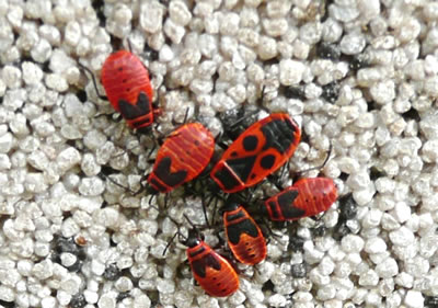 F&uuml;erwanzen-Familie. Bi de  L&uuml;tten mutt sik de sch&ouml;ne "Maske" op den R&uuml;&uuml;ch eerst noch rutbillen