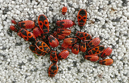 Utwussen F&uuml;erwanzen un Nymphen