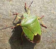 Palomena prasina (Gr&uuml;ne Baumwanze), de Fule Greet in ehr gr&ouml;&ouml;n Kleed. Foto: J&uuml;rgen Peters 