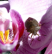 Greet s&uuml;ht ut, as harr se en slecht Geweten. Weer se mal wedder fuul?