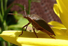 Greet hett en Sekret-Parl leggt