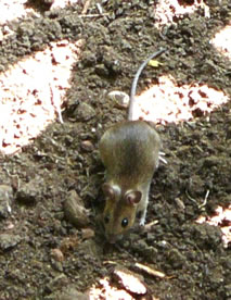 De Steert is l&auml;nger as de Muus