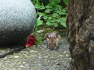 V&ouml;rsichtig ansliekern