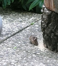 De Kr&ouml;mel an'n Foot vun'n L&uuml;nkendisch smeckt ok