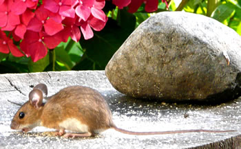 De Steert is nau 1 cm l&auml;nger as de Muus!