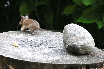 Denn gau r&uuml;nnerjumpen un wat f&ouml;r de G&ouml;ren in Sekerheit bringen!