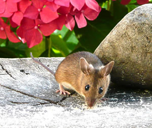 Op den L&uuml;nkendisch