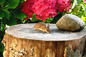 Un Tsch&uuml;&szlig;!