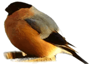 "Versuch's mal mit Gem&uuml;tlichkeit, mit Ruhe und Gem&uuml;tlichkeit..."