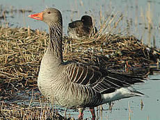 Ik weer toeerst hier!