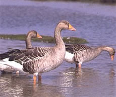 Schiet n&ouml;&ouml;mt ji dat? Uns Stoffwechsel-Endprodukten? Dung is dat!