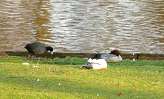 Herr un Fru Goossager hollt Siesta, dat Blesshuhn is noch ingang