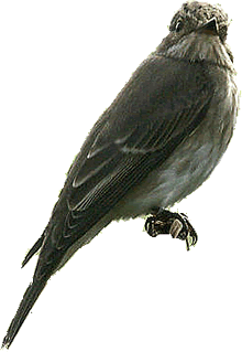 "Ik b&uuml;n so good as'n Specht! De Muur heff ik s&uuml;lven tweikloppt! Gl&ouml;&ouml;vst nich?"