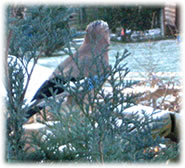 Herr H&auml;ger findt dat allens langwielig