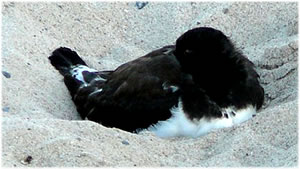 D&uuml;t K&uuml;ken hett ok bloots en griesen Snavel un griese Been, avers dat schaneert sik un mag dat nich wiesen