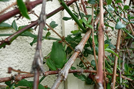 Erkennt Se den Pogg? Klick op dat Bild to'n Vergr&ouml;ttern!