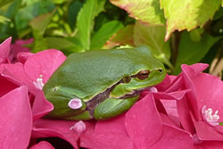 Is he nich to'n K&uuml;ssen? -- KLick op to'n Vergr&ouml;ttern!