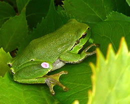 En echte Froschk&ouml;nig. -- Klick op to'n Vergr&ouml;ttern!