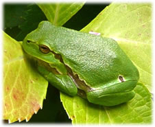 D&ouml;sen in de S&uuml;nn. -- Klick op to'n Vergr&ouml;ttern!