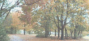 Noch een Storm, denn s&uuml;nd alle Bl&auml;der r&uuml;nner...