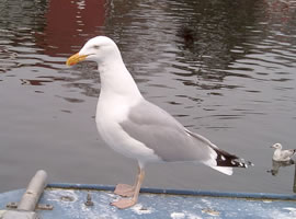 "Hm, lecker!" denkt ok de S&uuml;lverm&ouml;&ouml;v