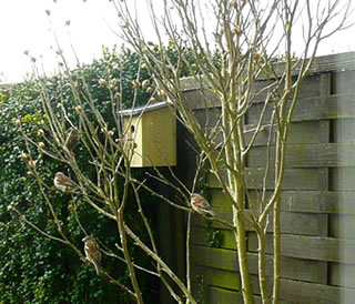 Hibiscus in'n Winter: L&uuml;nkenlandeplatz