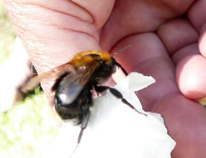 De Kuckuckshummel op de Hand.  -- Klick op to'n Vergr&ouml;ttern!