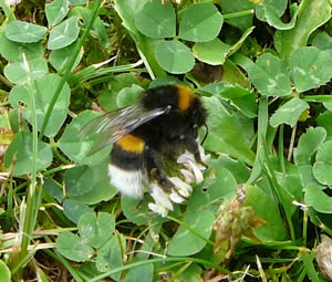 De Wittsteert-Hummel is de Eerdhummel.  -- Klick op to'n Vergr&ouml;ttern!