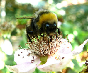 De hellen Hummeloogen.  -- Klick op to'n Vergr&ouml;ttern!