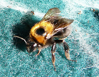 De Kuckuckshummel-K&ouml;nigin.  -- Klick op to'n Vergr&ouml;ttern!