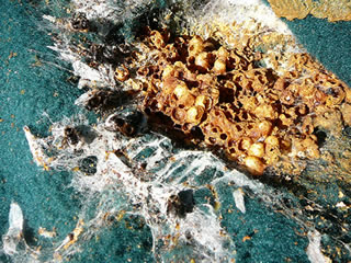 Dat halv tweie Hummelnest.  -- Klick op to'n Vergr&ouml;ttern!