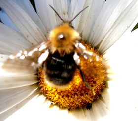 Kuckuckshummel. -- Klick op to'n Vergr&ouml;ttern!