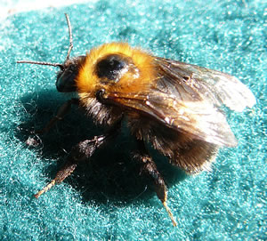 Majest&auml;t op K&ouml;nigsblaag.  -- Klick op to'n Vergr&ouml;ttern!